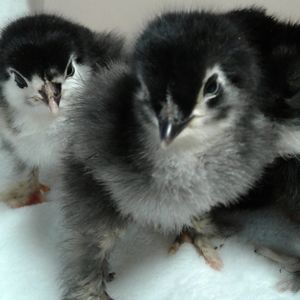 Meet your Posher, Candace